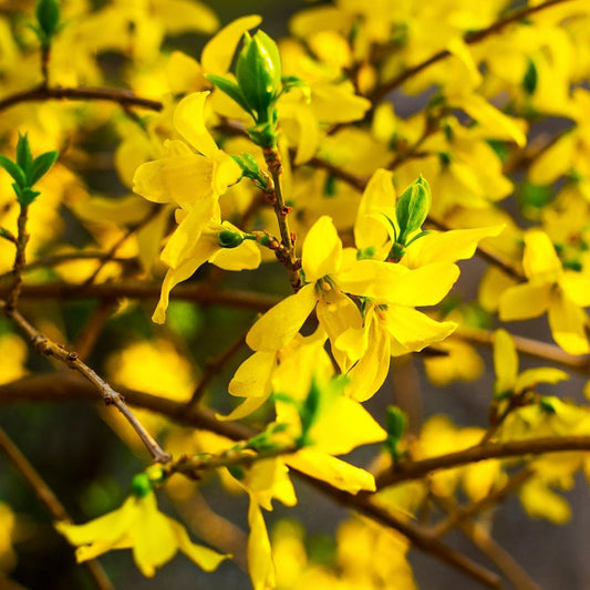 Starlet Forsythia - LandscapeDirect