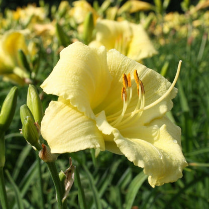 Stella Supreme Daylily - LandscapeDirect