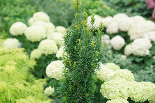 Stonehenge Skinny Yew - LandscapeDirect