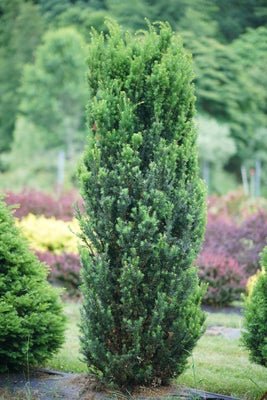 Stonehenge Yew - LandscapeDirect