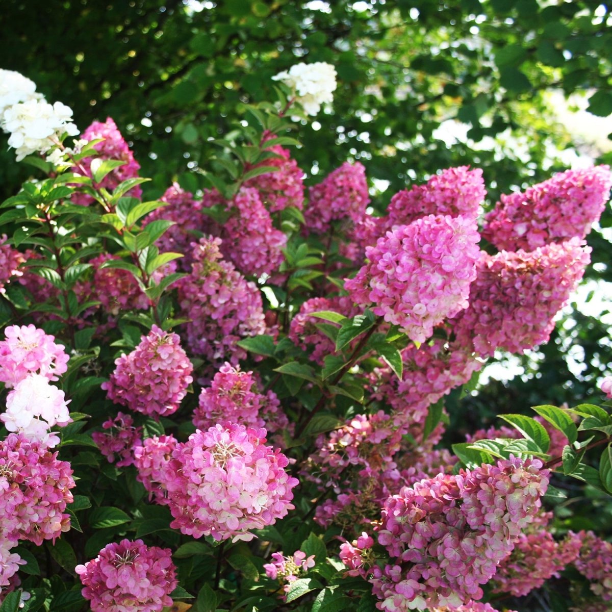 Strawberry Sundae Hydrangea - LandscapeDirect