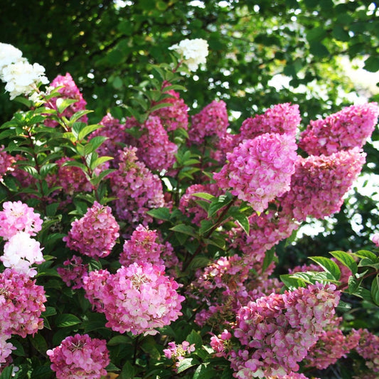 Strawberry Sundae Hydrangea - LandscapeDirect