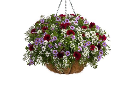 Stripes and Bright Stars - Hanging Basket Kit - LandscapeDirect