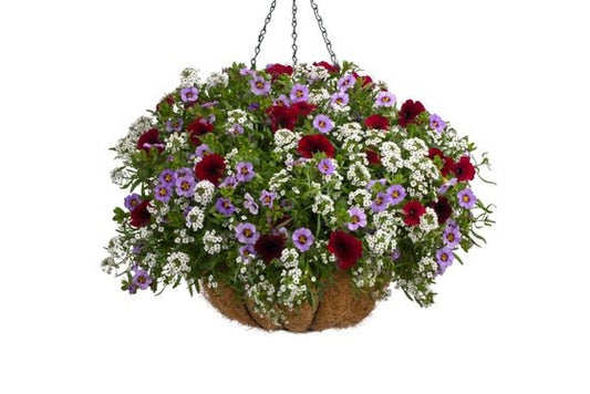 Stripes and Bright Stars - Hanging Basket Kit - LandscapeDirect