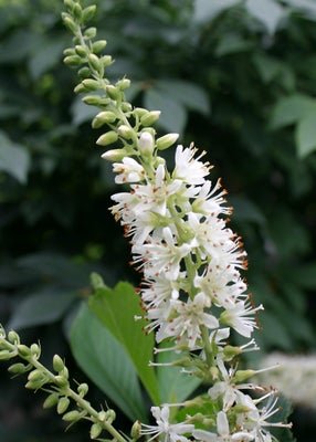 Sugartina 'Crystalina' Summersweet - LandscapeDirect