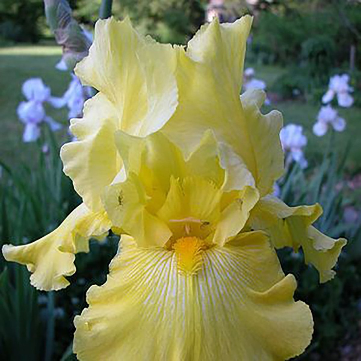 Irises – LandscapeDirect