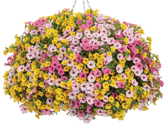 Sun Burst Lemonade - Hanging Basket Kit - LandscapeDirect