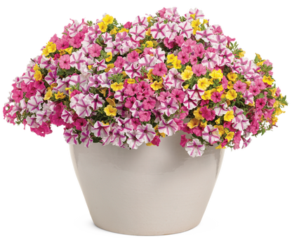 Sunglasses - hanging basket - Patio Container Kit - LandscapeDirect