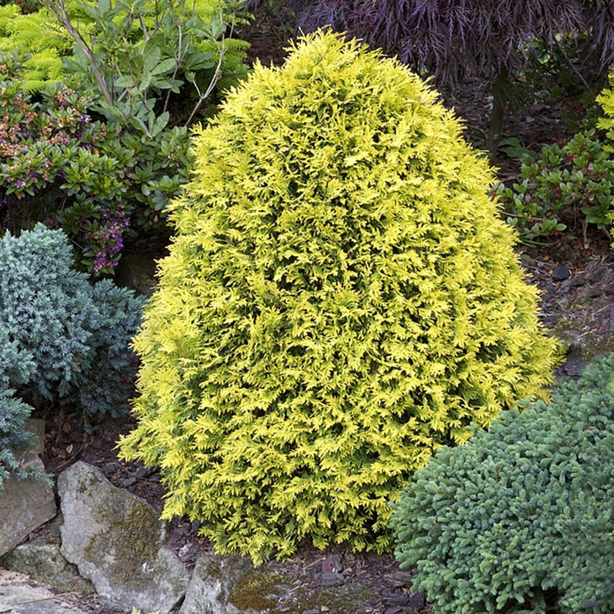 Sunkist Cedar - LandscapeDirect