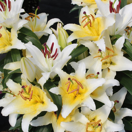 Sunny Bahamas Lily - LandscapeDirect