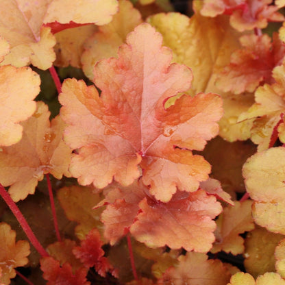 Sunrise Coral Bells - LandscapeDirect