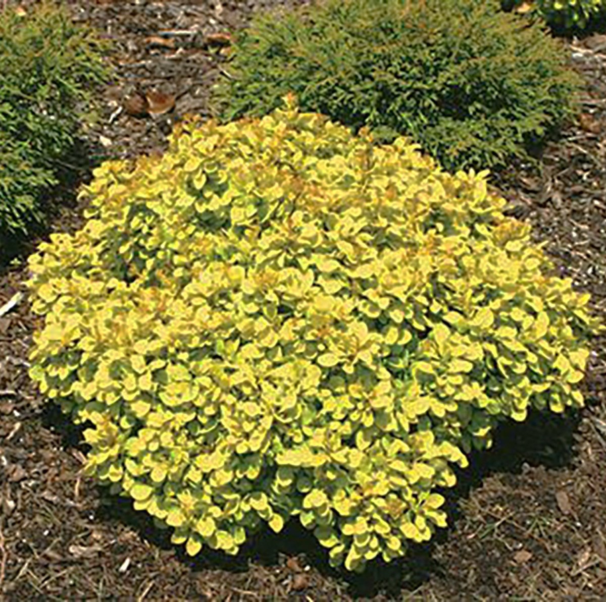 Sunsation Japanese Barberry - LandscapeDirect