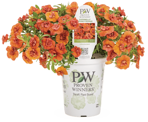 Superbells Double Orange - LandscapeDirect
