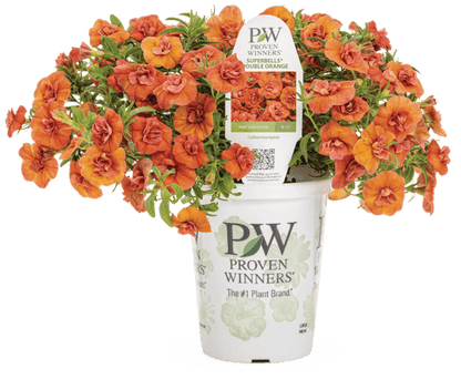 Superbells Double Orange - LandscapeDirect