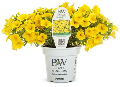 Superbells Yellow - LandscapeDirect