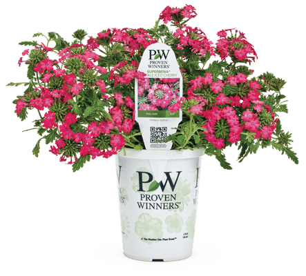 Superbena Royale Iced Cherry - LandscapeDirect