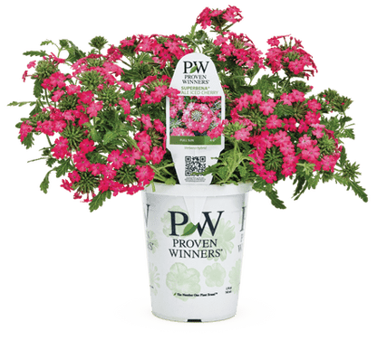 Superbena Royale Iced Cherry - LandscapeDirect