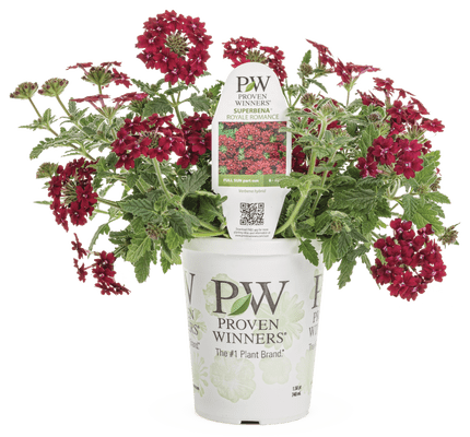 Superbena Royale Romance - LandscapeDirect
