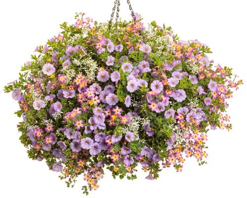 Sweet 16 - Hanging Basket Kit - LandscapeDirect