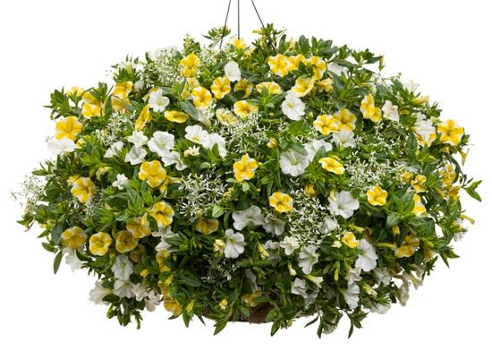 Sweet as Honey - Hanging Basket Kit - LandscapeDirect