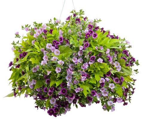 Sweet Home Caroline - Hanging Basket Kit - LandscapeDirect
