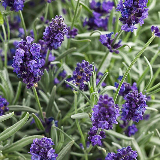 Sweet Romance Lavender - LandscapeDirect