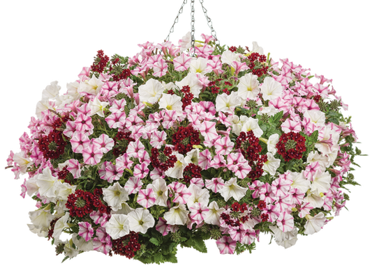 Sweet Secrets - Hanging Basket Kit - LandscapeDirect