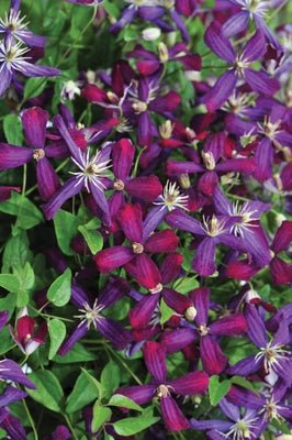 'Sweet Summer Love' Clematis x - LandscapeDirect