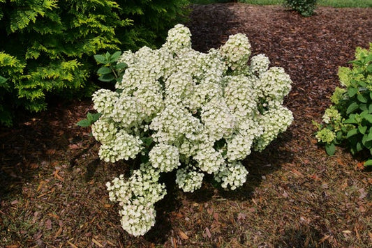 Tiny Quick Fire¬¨¬Æ  Panicle Hydrangea 