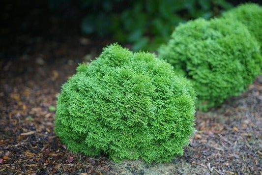 Tater Tot Arborvitae - LandscapeDirect
