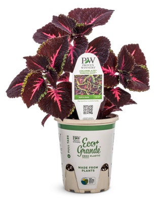 Coleus ColorBlaze® Torchlight