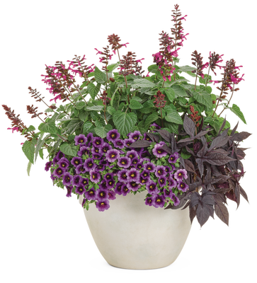 The Palace - Patio Container Kit - LandscapeDirect