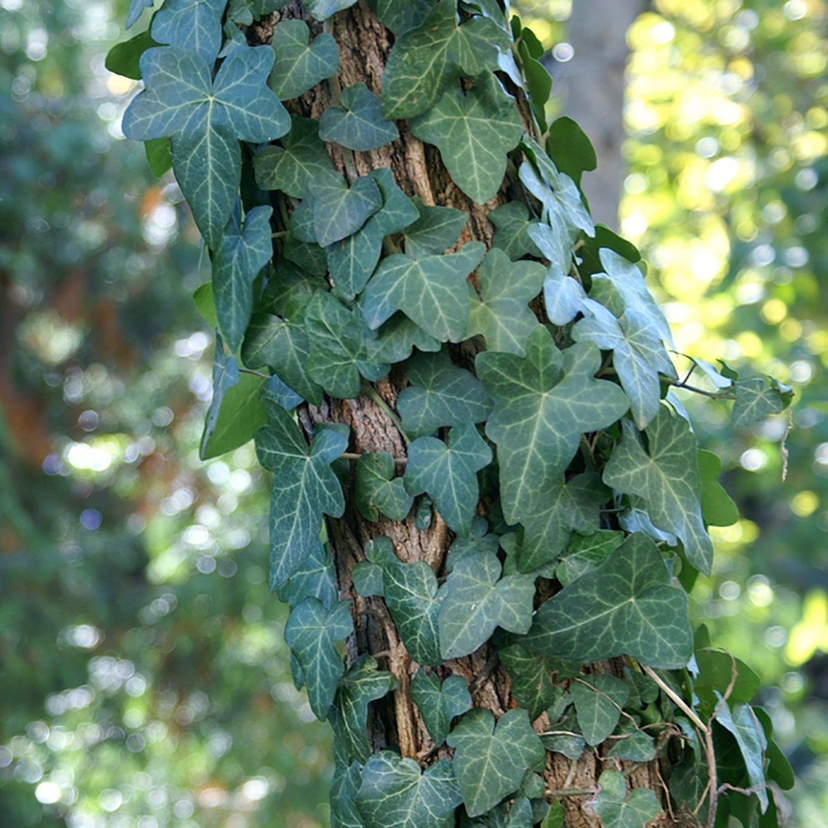 Shop Ivy – LandscapeDirect
