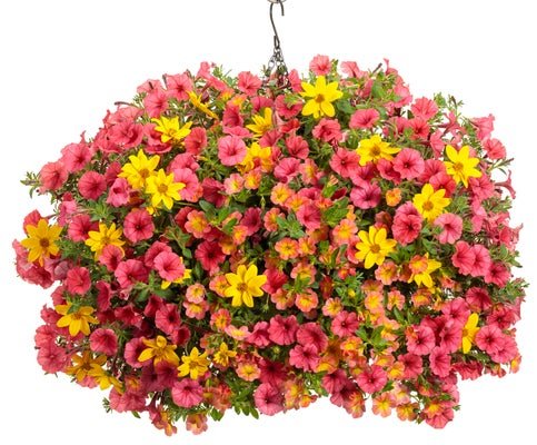 Tiger's Blood - Hanging Basket Kit - LandscapeDirect