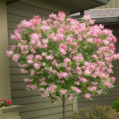Tinkerbelle Lilac - LandscapeDirect