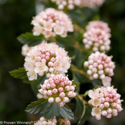 Tiny Wine Ninebark - LandscapeDirect