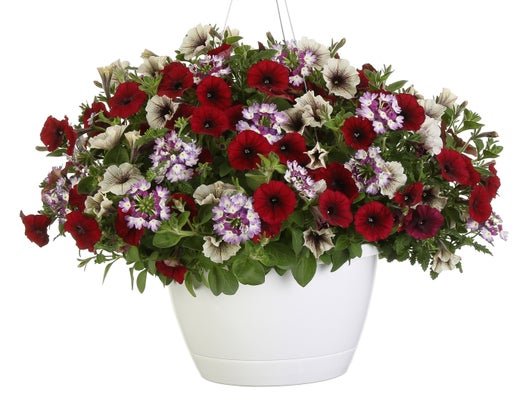 Tiramisu for Two - Hanging Basket Kit - LandscapeDirect