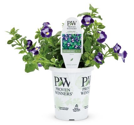 Torenia Catalina Midnight Blue - LandscapeDirect