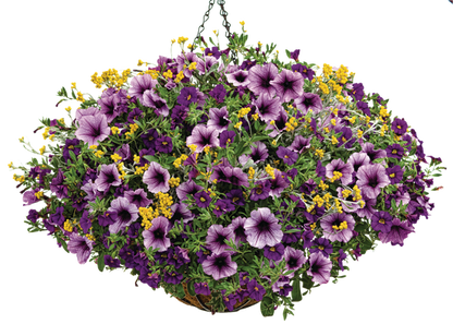 Tried & True - Hanging Basket Kit - LandscapeDirect