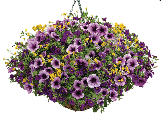 Tried & True - Hanging Basket Kit - LandscapeDirect