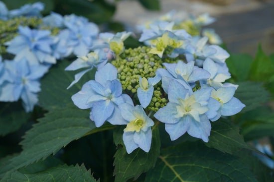 Tuff Stuff AhHa Reblooming Mountain Hydrangea - LandscapeDirect