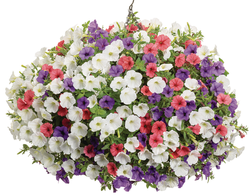 Vanilla Cone - Hanging Basket Kit - LandscapeDirect