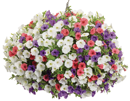 Vanilla Cone - Hanging Basket Kit - LandscapeDirect