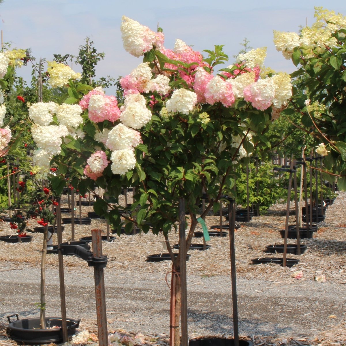 Vanilla Strawberry Hydrangea Tree - LandscapeDirect