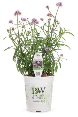 Verbena bonariensis Meteor Showers - LandscapeDirect