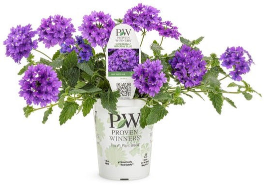 Verbena Superbena Cobalt (aka Imperial Blue) - LandscapeDirect