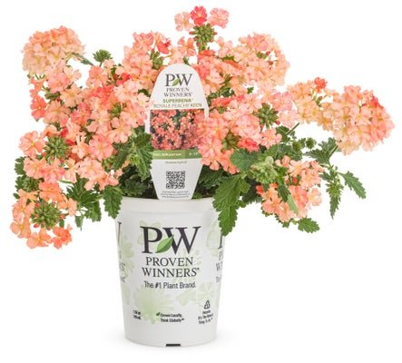 Verbena Superbena Peachy Keen - LandscapeDirect