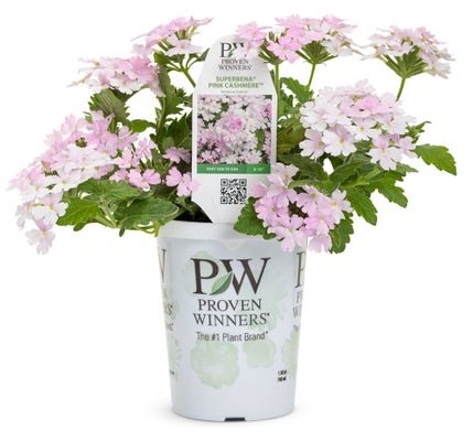 Verbena Superbena Pink Cashmere - LandscapeDirect