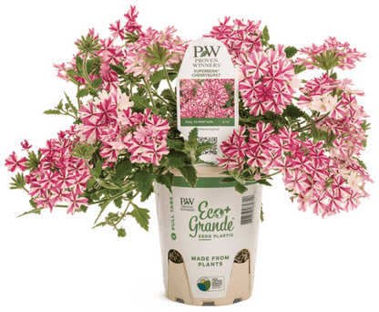 Verbena Superbena Royale Cherryburst Impr - LandscapeDirect