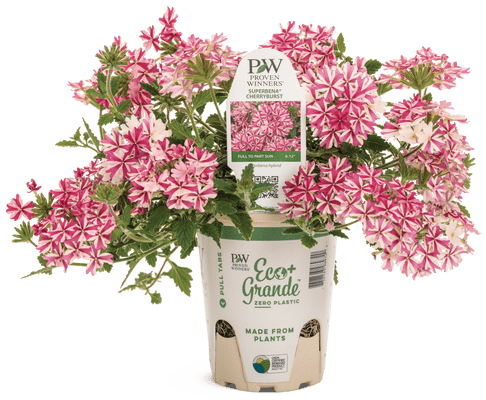 Verbena Superbena Royale Cherryburst Impr - LandscapeDirect